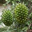 BALADI T2 + T4 OLIVE